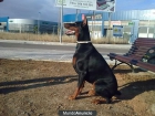 perro guardian para finca - mejor precio | unprecio.es