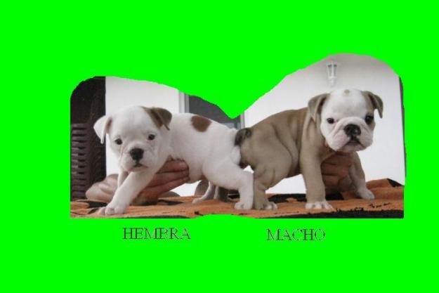 Se venden cachorros de bulldog ingles