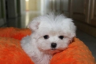 Autentica cachorrita bichon maltes tamaño toy en mallorca - mejor precio | unprecio.es