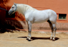 broker español de caballos pre - mejor precio | unprecio.es