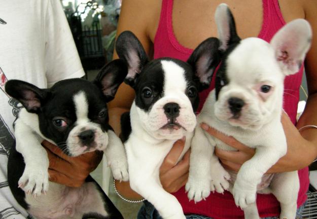 Bulldog frances conlor vaquita 390€