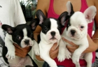 Bulldog frances conlor vaquita 390€ - mejor precio | unprecio.es