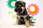 Magnifica Camada de PASTOR ALEMAN - Cachorritos Color Fuego con 2 mese - Para entregar Con Pedigree Nacional - mejor precio | unprecio.es