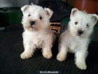 Preciosas Cachorritas Westy - mejor precio | unprecio.es