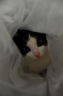 Regalamos gato con menos de 6 meses - mejor precio | unprecio.es