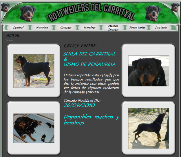 ROTTWEILER DEL CARRITXAL-CACHORROS DISPONIBLES