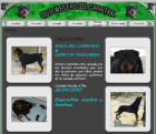 ROTTWEILER DEL CARRITXAL-CACHORROS DISPONIBLES - mejor precio | unprecio.es