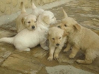 se venden dos cachorritas de golden retriever - mejor precio | unprecio.es