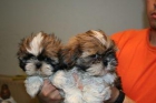 shih tzu - mejor precio | unprecio.es