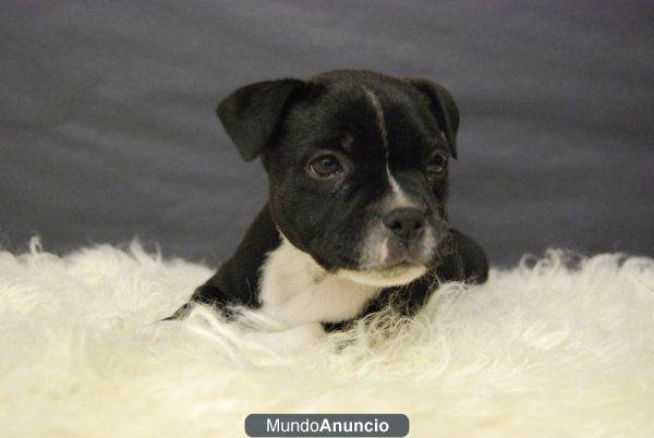 Staffys, staffordshire bull terrier de primera calidad