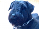 VENDO CACHORROS SCHNAUZER GIGANTES - mejor precio | unprecio.es