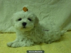 Preciosos cachorritos de Maltés - mejor precio | unprecio.es