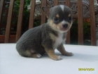 Chihuahua gris pequeño - mejor precio | unprecio.es