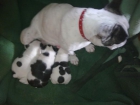 bulldog frances macho blanco - mejor precio | unprecio.es
