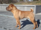 busco hembra de shar pei para monta - mejor precio | unprecio.es