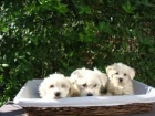 Cachorros Bichon Maltes 350 euros - mejor precio | unprecio.es