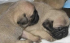Cachorros de Carlino, los vendo a buen precio - mejor precio | unprecio.es