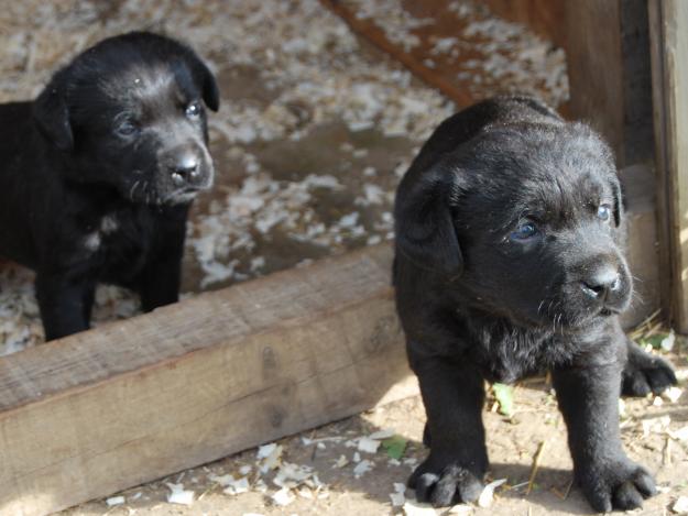 Cachorros de Labrador Retriever