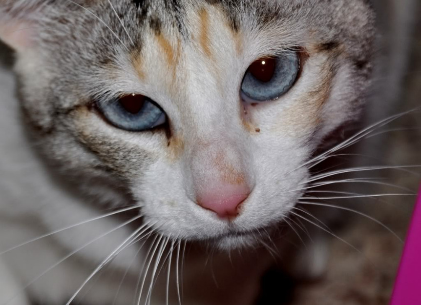 GATA Perla, joyita gatuna muy graciosa, EN ADOPCION