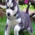Husky Siberiano cachorritos dos meses con pedigree - mejor precio | unprecio.es