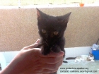 pablo, gatito negro de la suerte - mejor precio | unprecio.es