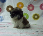 Preciosa hembra de Shih-tzu - mejor precio | unprecio.es