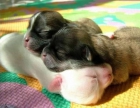Vendo 4 preciosos cachorros mestizos de raza pequeña nacidos el 8 de Enero de 2010 - mejor precio | unprecio.es