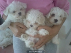 BICHON MALTES, perros, cachorros, criadero, venta. - mejor precio | unprecio.es