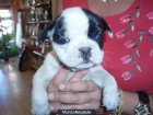 BULL FRANCES MACHO - Madrid - mejor precio | unprecio.es