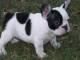 BULLDOG FRANCES 150  - Girona