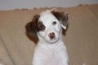 CACHORRO CRUCE BRETON 2 MESES - mejor precio | unprecio.es