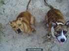Cachorros de American Stanfordshire Terrier - mejor precio | unprecio.es