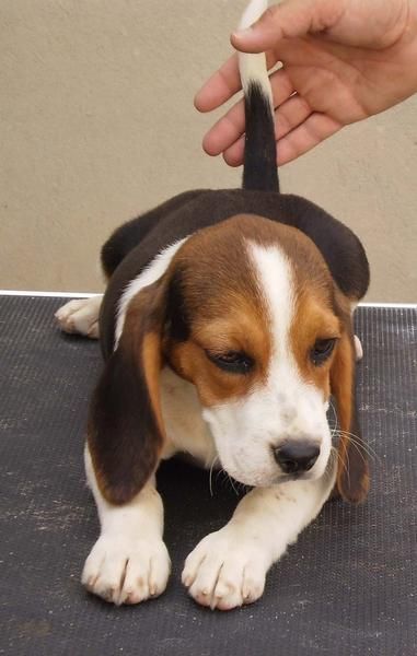 Camada de Beagles Tricolores Hembras