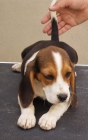 Camada de Beagles Tricolores Hembras - mejor precio | unprecio.es