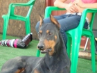 camada de doberman con pedigrie - mejor precio | unprecio.es