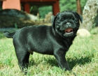 Carlino Pug de color negro , a diez minutos de Madrid , FOTOS REALES. - mejor precio | unprecio.es