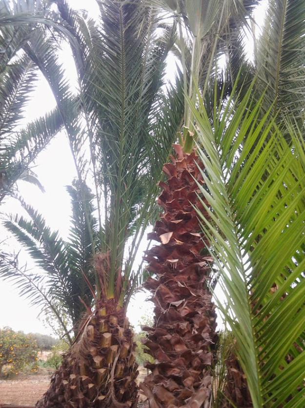 Palmeras al pormayor con certificado fitos sanitario