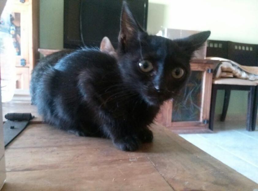 Rosita, una gata panterilla preciosa en adopción