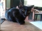 Rosita, una gata panterilla preciosa en adopción - mejor precio | unprecio.es