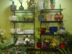 Venta de material de FLORISTERÍA - mejor precio | unprecio.es