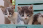 4 gatitos persa 100 euros - mejor precio | unprecio.es