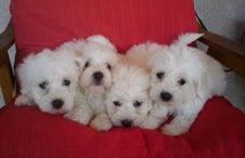 BICHON  MALTES  STANDAR   405