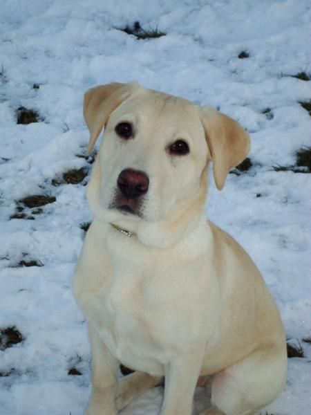 BUSCO LABRADOR MACHO PARA MONTA URGE