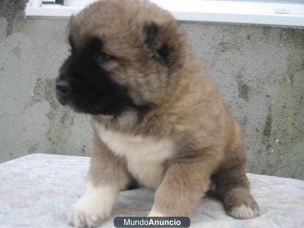 CACHORROS PASTOR DEL CAUCASO