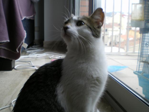 GATA DE UNOS 6 MESES BUSCA HOGAR DEFINITIVO
