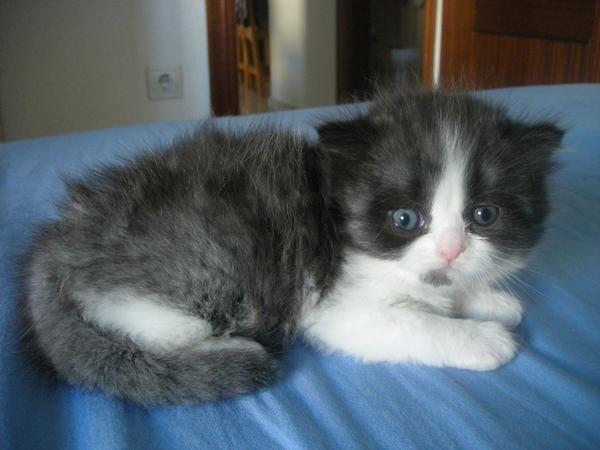 vendo gato persa