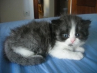 vendo gato persa - mejor precio | unprecio.es