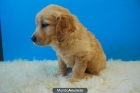 pequeños cachorros de golden , ABRIMOS TODOS LOS DIASe - mejor precio | unprecio.es