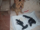 atencion leerlo!!vendo cachorros de yorsays para ti a precios de crisis - mejor precio | unprecio.es