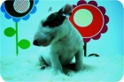 Cachorritos Bullterrier blancos con parches. - mejor precio | unprecio.es